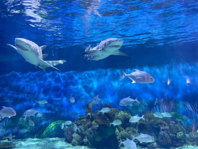 上海海洋水族馆游玩攻略_上海海昌海洋公园